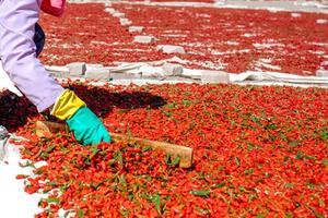 500 เม็ดร้อนขายจีนสีแดง Wolfberry ผลไม้แห้ง USDA โกจิเบอร์รี่อินทรีย์ - Product Image 2