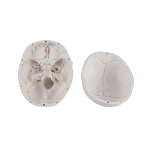 Science médicale modèle de <span class=keywords><strong>crâne</strong></span> en plastique classique <span class=keywords><strong>3D</strong></span> <span class=keywords><strong>humain</strong></span> avec cerveau - Product Image 6