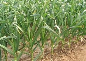 Vente en gros tracteur semoir à <span class=keywords><strong>ail</strong></span> machine de plantation deux rangées de semoir à <span class=keywords><strong>ail</strong></span> à <span class=keywords><strong>vendre</strong></span> - Product Image 4