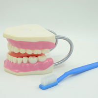 Modelo de Dientes de PVC para Entrenamiento Dental, Modelo de Enseñanza Dental 6 Veces Más Grande y Adorno para Dientes Educativos Médicos
