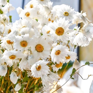 Estate Flora commercio all'ingrosso decorativo naturale fiori secchi Senza Tempo rosa fiorista forniture per la decorazione domestica - Product Image 1