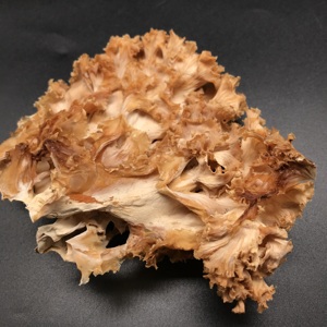 Champignons Sparassis Crispa séchés de haute qualité en promotion – Champignons de choux-fleurs - Product Image 2