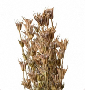 Flores Secas Naturales de Nigella, Tallos Florales Octogonales Preservados, Decoración Duradera para Bodas, Hogar y Eventos - Product Image 1