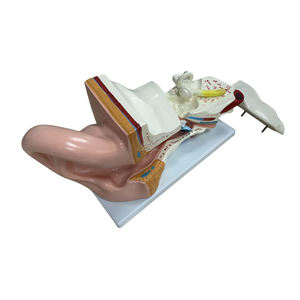 Modèle d'anatomie de l'oreille utilisé pour la vitrine de magasin et l'enseignement - Product Image 3