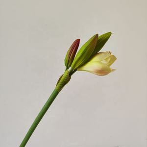 ดอกอะมาเรลลิส PU คุณภาพสูง ขนาด 70 ซม. สำหรับตกแต่งคริสต์มาส งานแต่งงาน และบ้าน สีชมพูและสีขาว ขายส่ง - Product Image 5