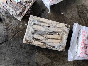 Đông lạnh illex mực toàn bộ vòng Chất lượng cao và giá cả tốt cho bán buôn - Product Image 4