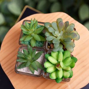 Mini <span class=keywords><strong>piante</strong></span> <span class=keywords><strong>grasse</strong></span> artificiali <span class=keywords><strong>Haworthia</strong></span> in vaso di vetro piccole <span class=keywords><strong>piante</strong></span> in vaso piccola pianta con vaso - Product Image 6