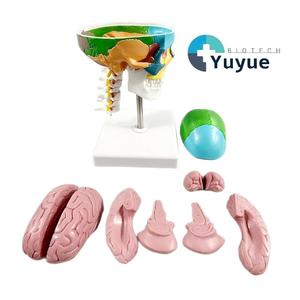 Modelo de Cráneo con Código de Color, Vértebras Cervicales y Cerebro - Herramienta Educativa de Anatomía - Product Image 1