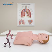 Modèle anatomique d'entraînement à l'endoscopie bronchique, mannequin pour école de médecine, matériau PVC, V-IC SCIENCE