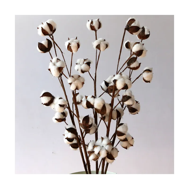 2019 di vendita caldo di fiori secchi naturali di cotone asciutto come decorazione del fiore