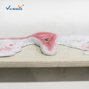 Modèle anatomique du corps humain, fécondation et développement de l'embryon, modèle médical - Product Image 4