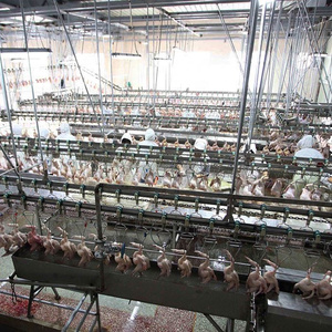 Máquina de equipos de sacrificio de la línea de procesamiento de aves de corral matadero de <span class=keywords><strong>pollos</strong></span> de engorde pequeña planta de Halal pollo sacrificio - Product Image 4