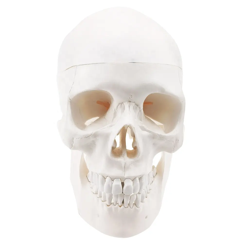 Menselijk Hoofd Model School Skelet Onderwijs Medische Anatomisch Plastic Schedel Model Natural Maat