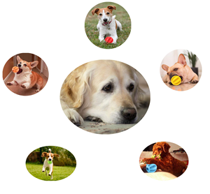 Jouet de nettoyage dentaire pour chien en TPR, jouets à mâcher résistants aux morsures pour animaux de compagnie, balle interactive de nettoyage des dents par gravité, jouets indestructibles pour chiens - Product Image 5