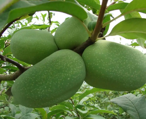 Poudre d'enzyme de chymosine de vente chaude 2000U/G présure de <span class=keywords><strong>papaye</strong></span> pour le <span class=keywords><strong>fromage</strong></span> 25kg - Product Image 4