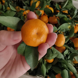 Bán Buôn Trung Quốc Cao Cấp Tươi Citrus Không Hạt Tangerine Nhỏ Ngọt Ngào Lá Tangerine Mandarin - Product Image 4
