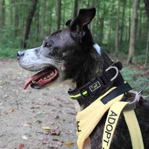 Collar Reflectante para Perro, Ajustable, de Nailon, con Hebilla Metálica, para Paseos Nocturnos y Entrenamiento - Product Image 6