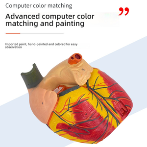 5X ingrandito PVC anatomico cuore modello con ventricoli scienza medica formazione e strumento di simulazione - Product Image 3