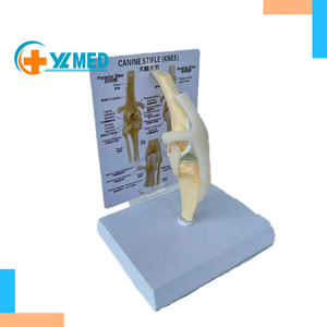 Modelo <span class=keywords><strong>de</strong></span> Hueso <span class=keywords><strong>de</strong></span> Perro, Simulación <span class=keywords><strong>de</strong></span> Material <span class=keywords><strong>de</strong></span> PVC, Articulación <span class=keywords><strong>de</strong></span> Rodilla <span class=keywords><strong>de</strong></span> Perro, Ligamento <span class=keywords><strong>de</strong></span> Flexión, Hueso <span class=keywords><strong>de</strong></span> Pierna, Adornos para Clínica Veterinaria - Product Image 2