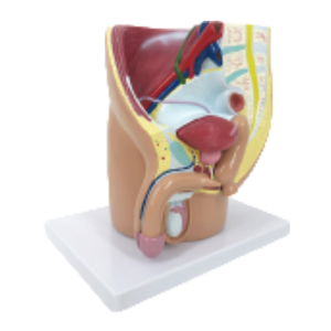 ADA 의학 교육 학습을위한 남성 골반의 시수 섹션 모델 및 여성 골반의 시수 모델 - Product Image 3