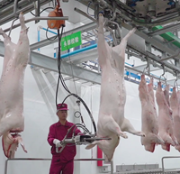 Ligne d'abattage automatique de porcs, solution clé en main, abattoir de porcs, équipement de traitement en acier inoxydable, machines d'abattage, CE