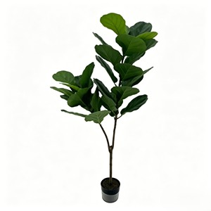 120cm Tall Fiddle-leaf fig – Eco-Friendly <b>Plant</b> for Wedding & Event Decoration - Product Image 1