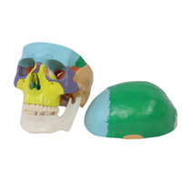 Modèle de crâne en PVC coloré médical squelette d'enseignement anatomique pour les hôpitaux et la formation en sciences humaines