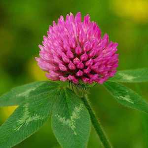 High Quality Trifolium Pratense <strong>Extract</strong> Isoflavone <strong>Red</strong> <strong>Clover</strong> <strong>Extract</strong> - Product Image 2