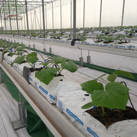 Système hydroponique SUNSGH pour la culture de tomates en gouttière, système de serre commerciale pour tomates, concombres et melons