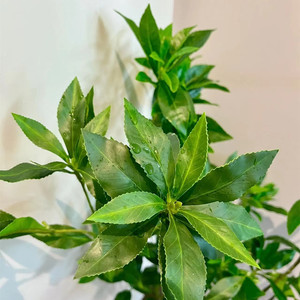 Plante artificielle Pieris Japonica, branche unique de 60 cm, décoration intérieure pour salon - Product Image 3