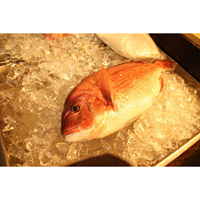 Japanese suppliers popular chilled fish fresh seafood in sale