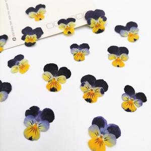 <span class=keywords><strong>Viola</strong></span> fiori a secco di arte del chiodo reale naturale <span class=keywords><strong>viola</strong></span> <span class=keywords><strong>viola</strong></span> del pensiero secchi premuto <span class=keywords><strong>fiore</strong></span> - Product Image 5