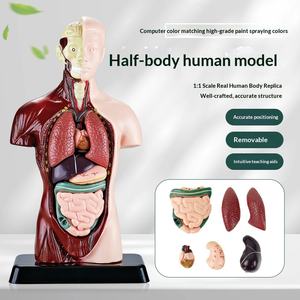 Modelo Educativo del Cuerpo Humano para Niños, Modelo de Anatomía de Medio Cuerpo con Órganos Extraíbles, Juguete de Ciencia <span class=keywords><strong>STE</strong></span> para la Escuela, Laboratorio y Educación en Casa - Product Image 2