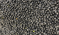 Poudre d'extrait de haricot noir en gros, prix usine, poudre d'extrait de peau de haricot noir 10:1