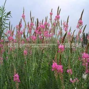 เมล็ดหญ้าถั่วแดงป่า ป้องกันดินบนเนินเขา ทนความหนาว ทนแล้ง ทนเกลือ-ด่าง อาหารสัตว์ ตกแต่งสวน ปุ๋ยสีเขียว - Product Image 3