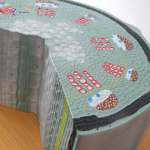 Modèle de cellule de structure souche dicot Modèle de cellule souche végétale Modèle anatomique de cellule végétale - Product Image 5