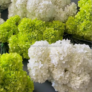 CM-TH1267 più venduto bianco verde singolo testa ortensia 20cm di seta ortensia fiore verde - Product Image 5