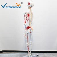 Modèle de squelette humain de 180 cm avec muscles colorés et marques numérotées, sans ligaments, pour l'enseignement de l'anatomie CE/ISO/ROHS/CNAS
