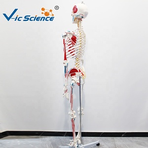 Modelo de <span class=keywords><strong>Esqueleto</strong></span> <span class=keywords><strong>Humano</strong></span> de 180 cm con Músculos de Colores <span class=keywords><strong>y</strong></span> Marcas Numéricas, Sin Ligamentos, para Enseñanza de Anatomía, CE/ISO/ROHS/CNAS - Product Image 5