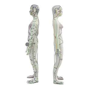 Modello di punto di agopuntura con codice inglese per il corpo umano, maschio/femmina, strumento pratico per l'insegnamento del TCM - Product Image 4