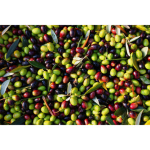 Olio d'Oliva Raffinato per Uso Cosmetico e Alimentare 220lt - Product Image 4