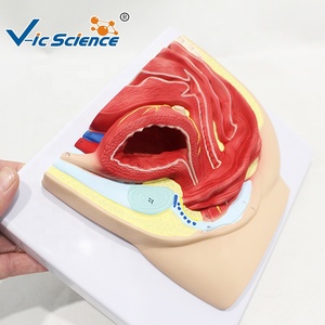 Modèle anatomique de la <span class=keywords><strong>cavité</strong></span> pelvienne féminine en vue sagittale, modèle pédagogique de section sagittale du bassin en gynécologie - Product Image 4