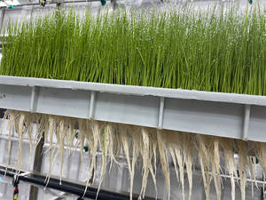 Sistema de Cultivo Vertical Hidropónico en Contenedor de Envío Grande Personalizado, con Acero Inoxidable y Funcionamiento Automático - Product Image 3