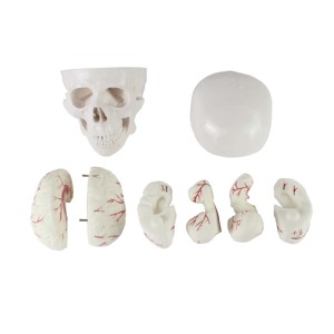 Chất lượng chuyên nghiệp y tế khoa học con người giải phẫu Mô hình bộ xương cho các trường học giáo dục - Product Image 5