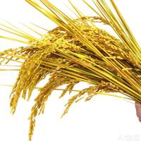 Bunga Beras Kering Alami, Buket Bunga Kering Asli, Perlengkapan Foto, Dekorasi Pastoral, Ornamen Bunga Beras