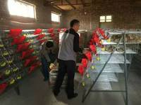 Cage pour cailles pondeuses, cage d'élevage de cailles, cage en plastique pour cailles à vendre