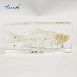Spécimens d'anatomie squelettique de poisson ; structure squelettique des poissons ; équipement de formation pratique pour les écoles de médecine. - Product Image 2