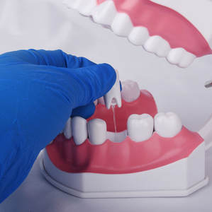 Vendita calda ingrandimento 2 volte di insegnamento orale per bambini forniture dentali protesi 28 modelli di denti possono osservare la radice - Product Image 2