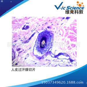 Human skin sections with sweat glands; histology and embryology; animal and plant specimens; teaching equipment; <b>microscope</b> - Product Image 5
