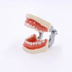 工厂价格人类牙科实践模型可拆卸牙齿模型